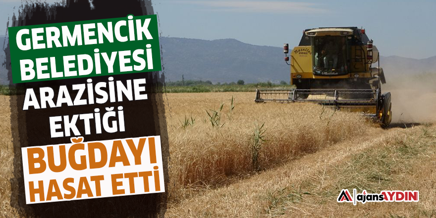 Germencik Belediyesi arazisine ektiği buğdayı hasat etti