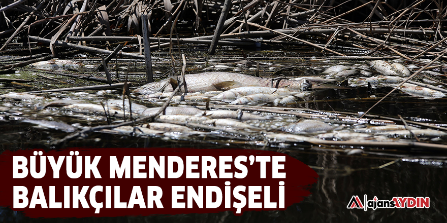 Büyük Menderes'te balıkçılar endişeli