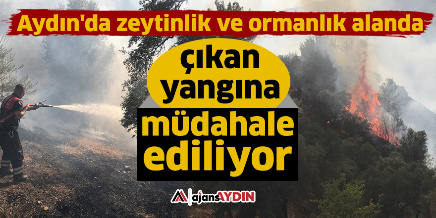 Aydın'da zeytinlik ve ormanlık alanda çıkan yangına müdahale ediliyor