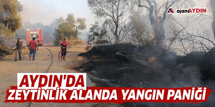 Aydın'da zeytinlik alanda yangın paniği