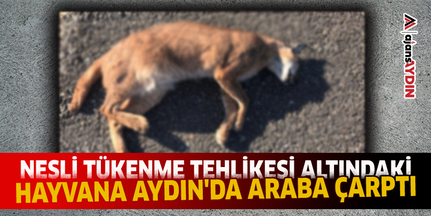 Nesli tükenme tehlikesi altındaki hayvana Aydın'da araba çarptı