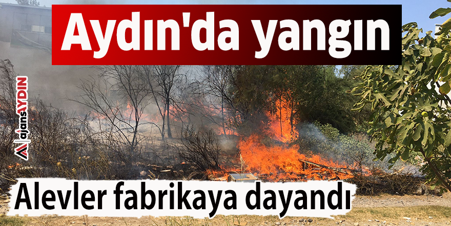 Aydın'da yangın
