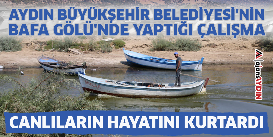 Aydın Büyükşehir Belediyesi'nin Bafa Gölü'nde yaptığı çalışma canlıların hayatını kurtardı