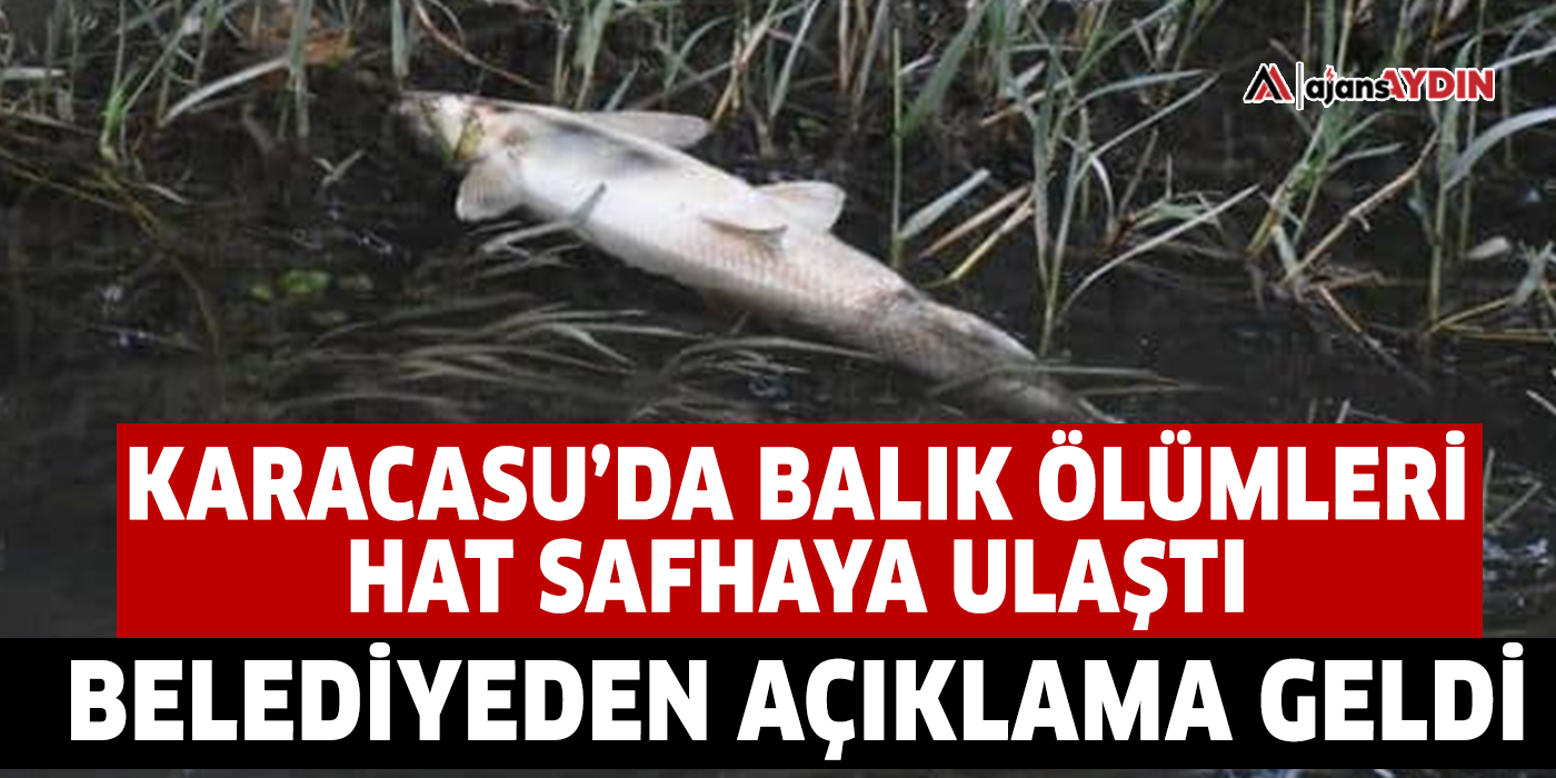 Karacasu'da balık ölümleri hat safhaya ulaştı