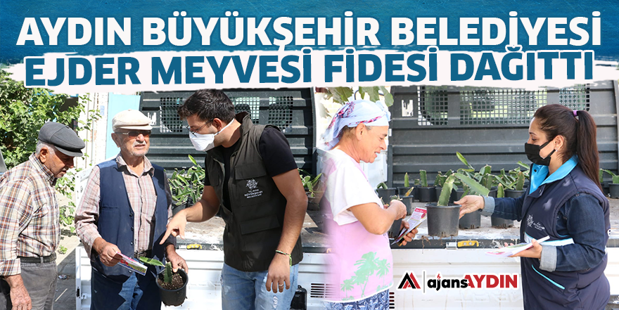 Aydın Büyükşehir Belediyesi ejder meyvesi fidesi dağıttı