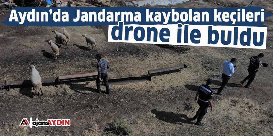 Aydın’da Jandarma kaybolan keçileri drone ile buldu