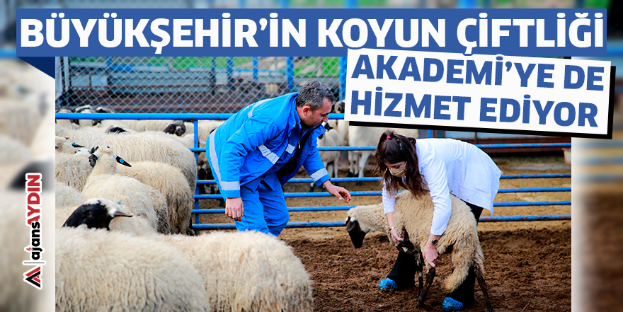 Büyükşehir'in koyun çiftliği Akademi'ye de hizmet ediyor