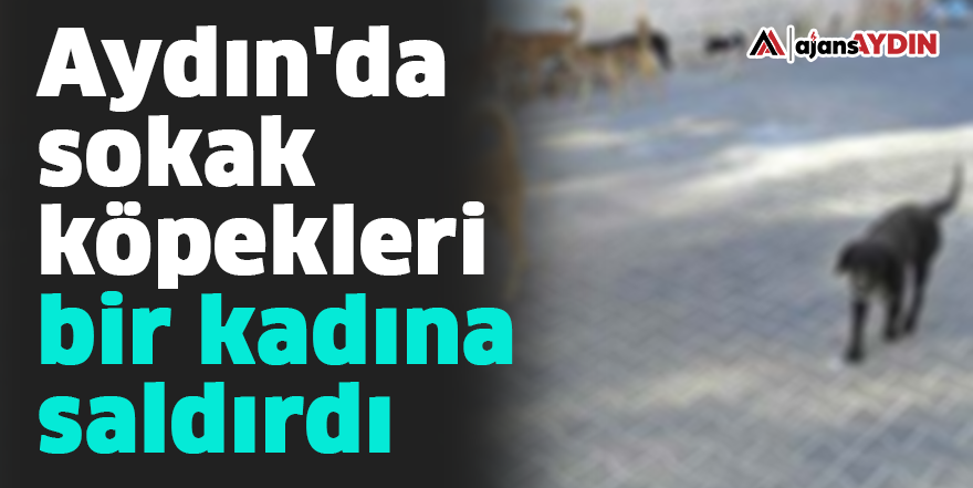 Aydın'da sokak köpekleri bir kadına saldırdı