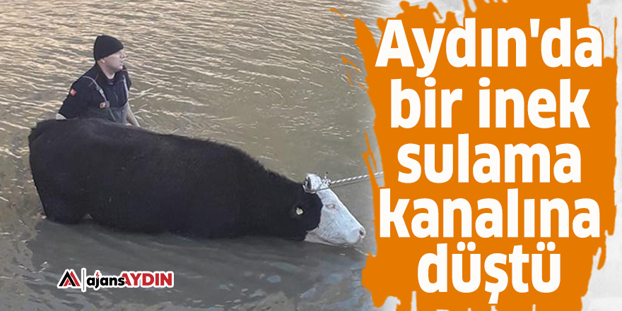 Aydın'da bir inek sulama kanalına düştü