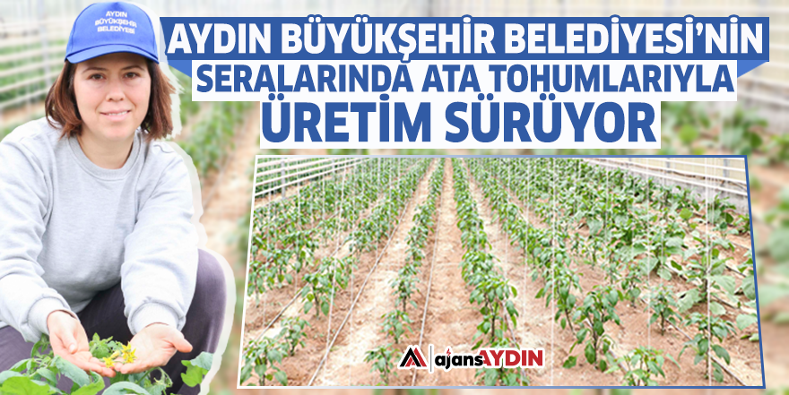 Aydın Büyükşehir Belediyesi'nin seralarında ata tohumlarıyla üretim sürüyor