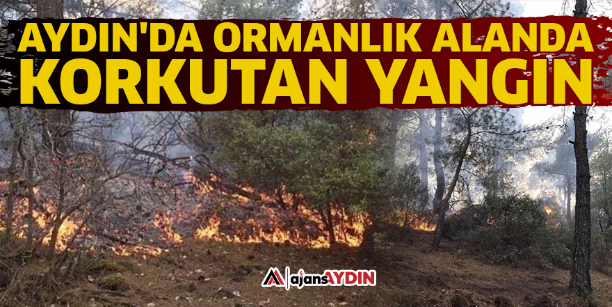 Aydın'da ormanlık alanda korkutan yangın