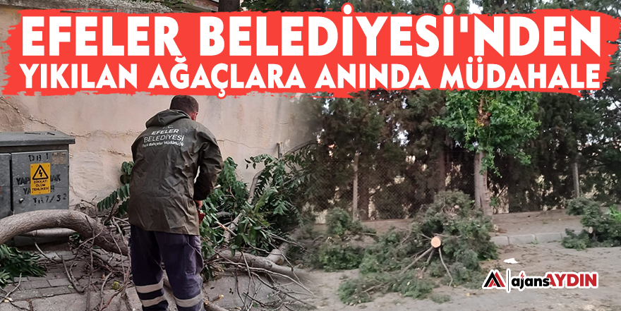 Efeler Belediyesi'nden yıkılan ağaçlara anında müdahale