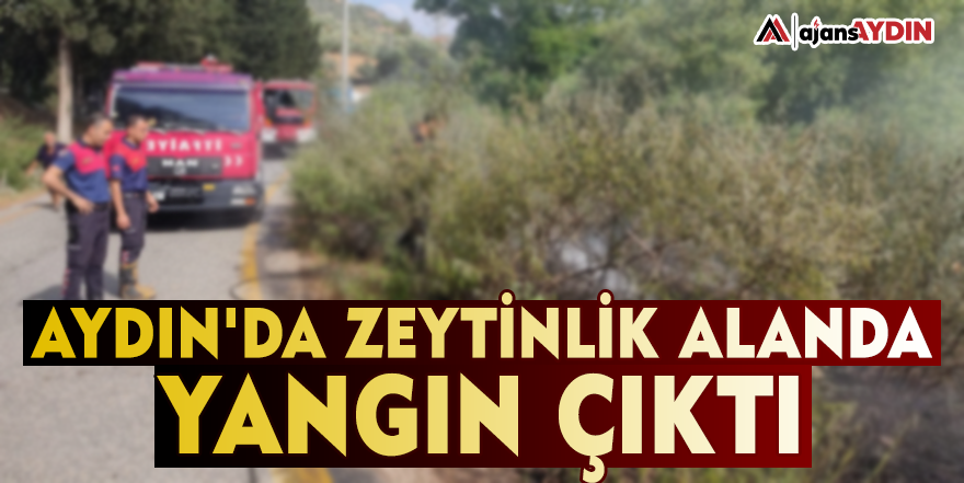 Aydın'da zeytinlik alanda yangın çıktı