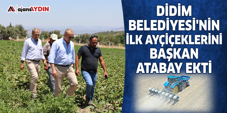 Didim Belediyesi'nin ilk ayçiçeklerini Başkan Atabay ekti