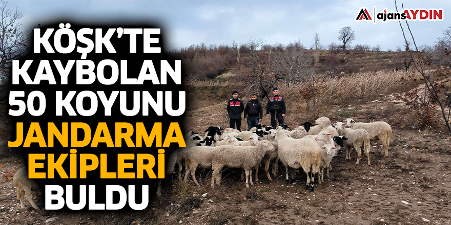 Köşk’te kaybolan 50 koyunu jandarma ekipleri buldu