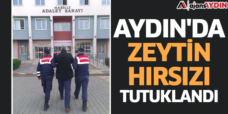 Aydın'da zeytin hırsızı tutuklandı