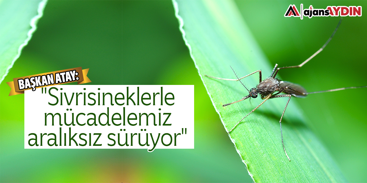 Başkan Atay: Sivrisineklerle mücadelemiz aralıksız sürüyor