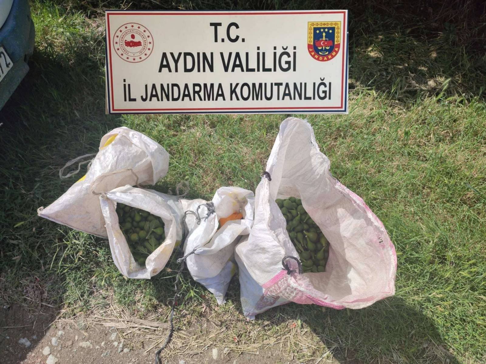 Aydın'da bahçelere dadanan 10 hırsız yakalandı