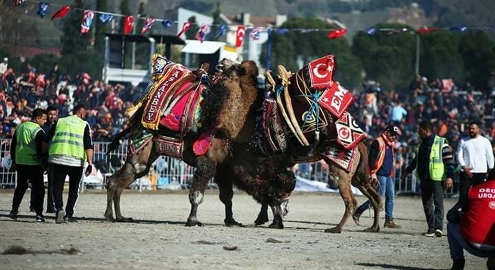 Pehlivan develer Aydın'da güreşti