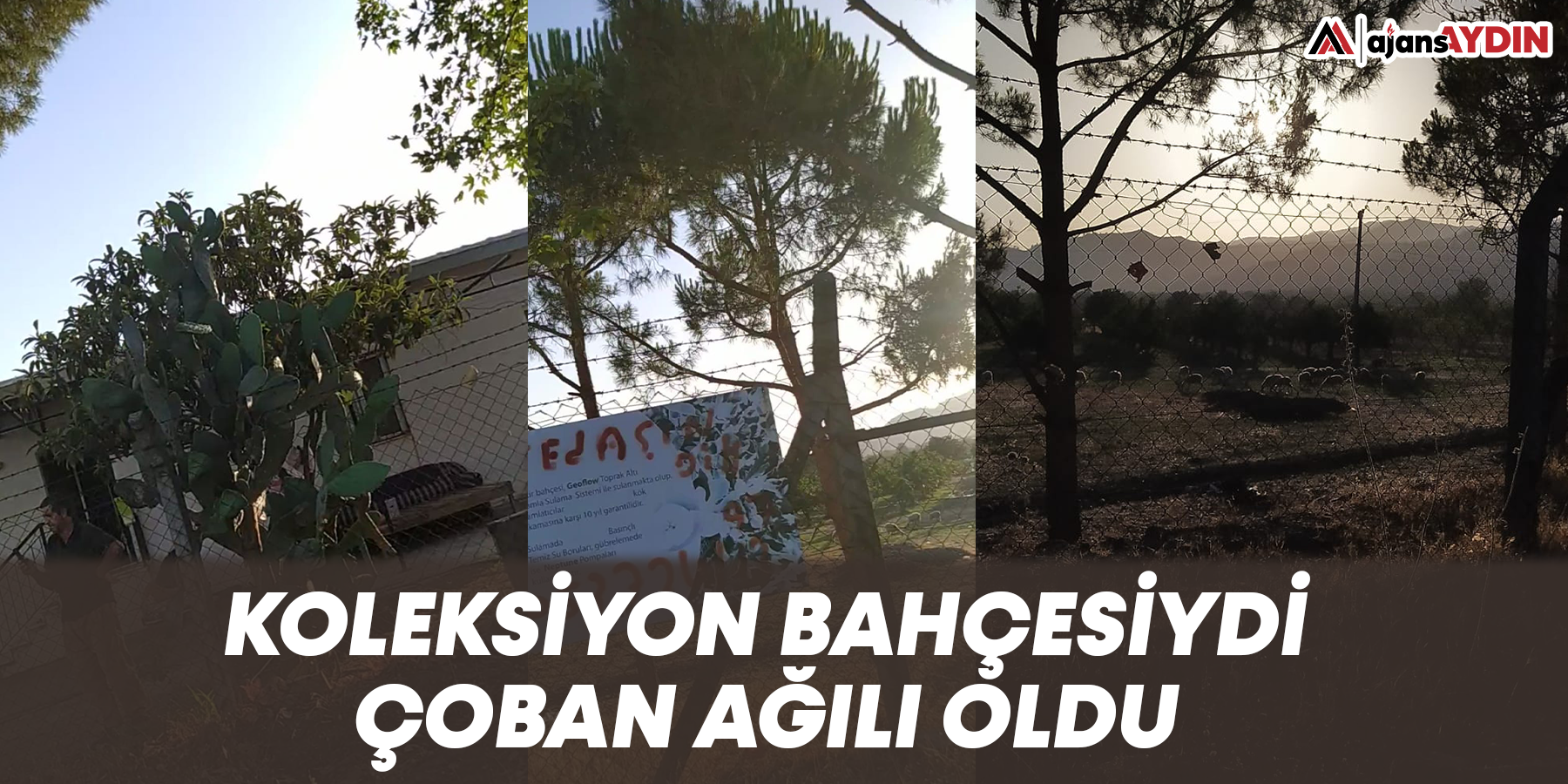 KOLEKSİYON BAHÇESİYDİ ÇOBAN AĞILI OLDU