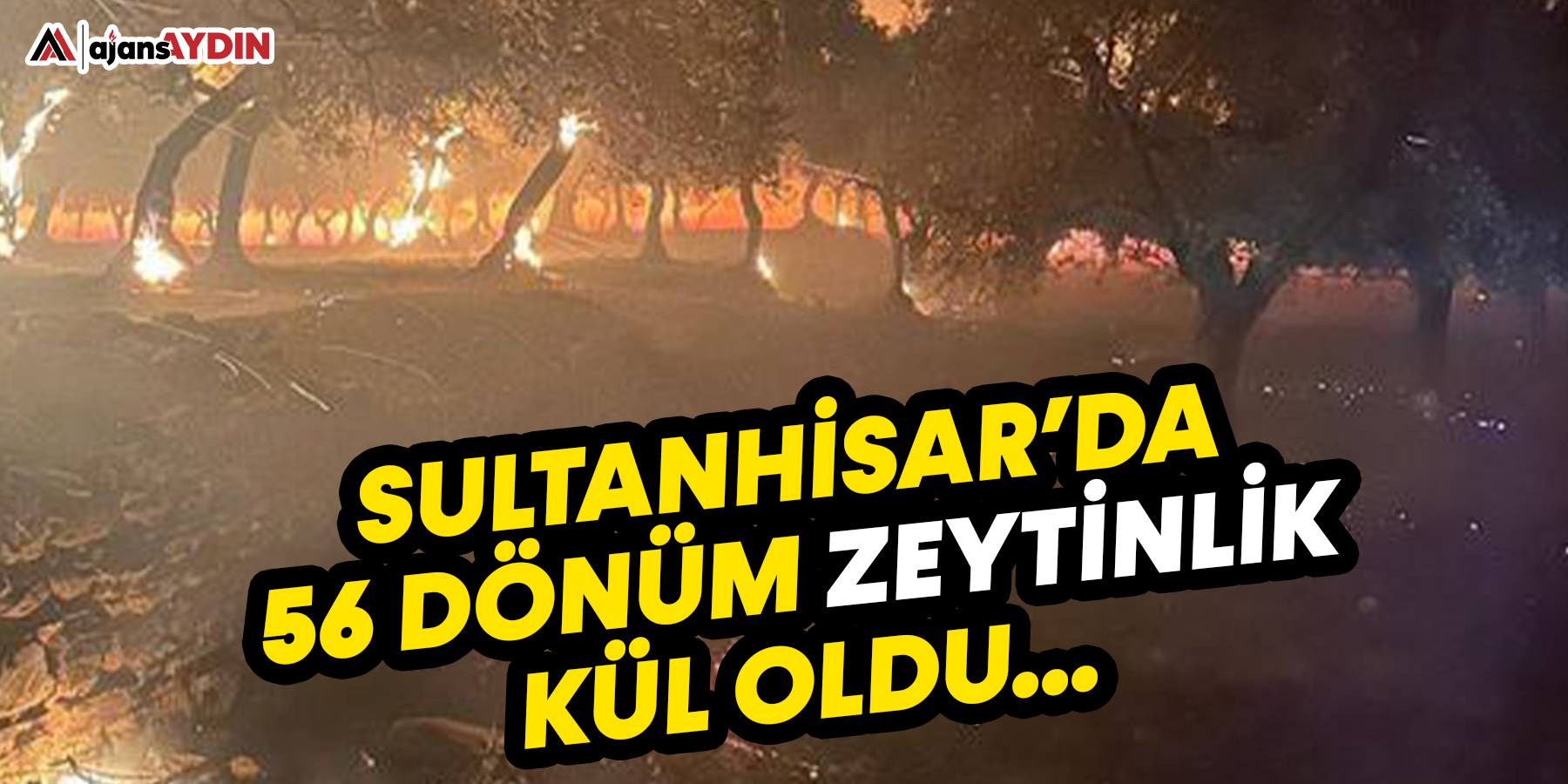 Sultanhisar'da 56 dönüm zeytinlik kül oldu