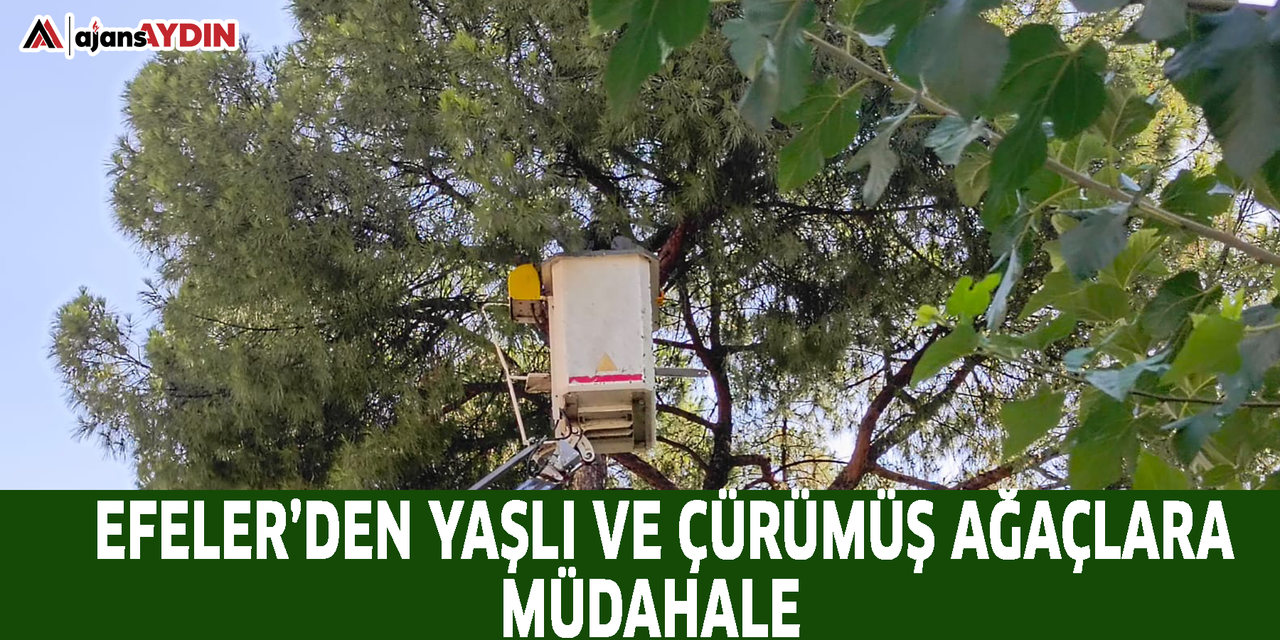 EFELER’DEN YAŞLI VE ÇÜRÜMÜŞ AĞAÇLARA MÜDAHALE