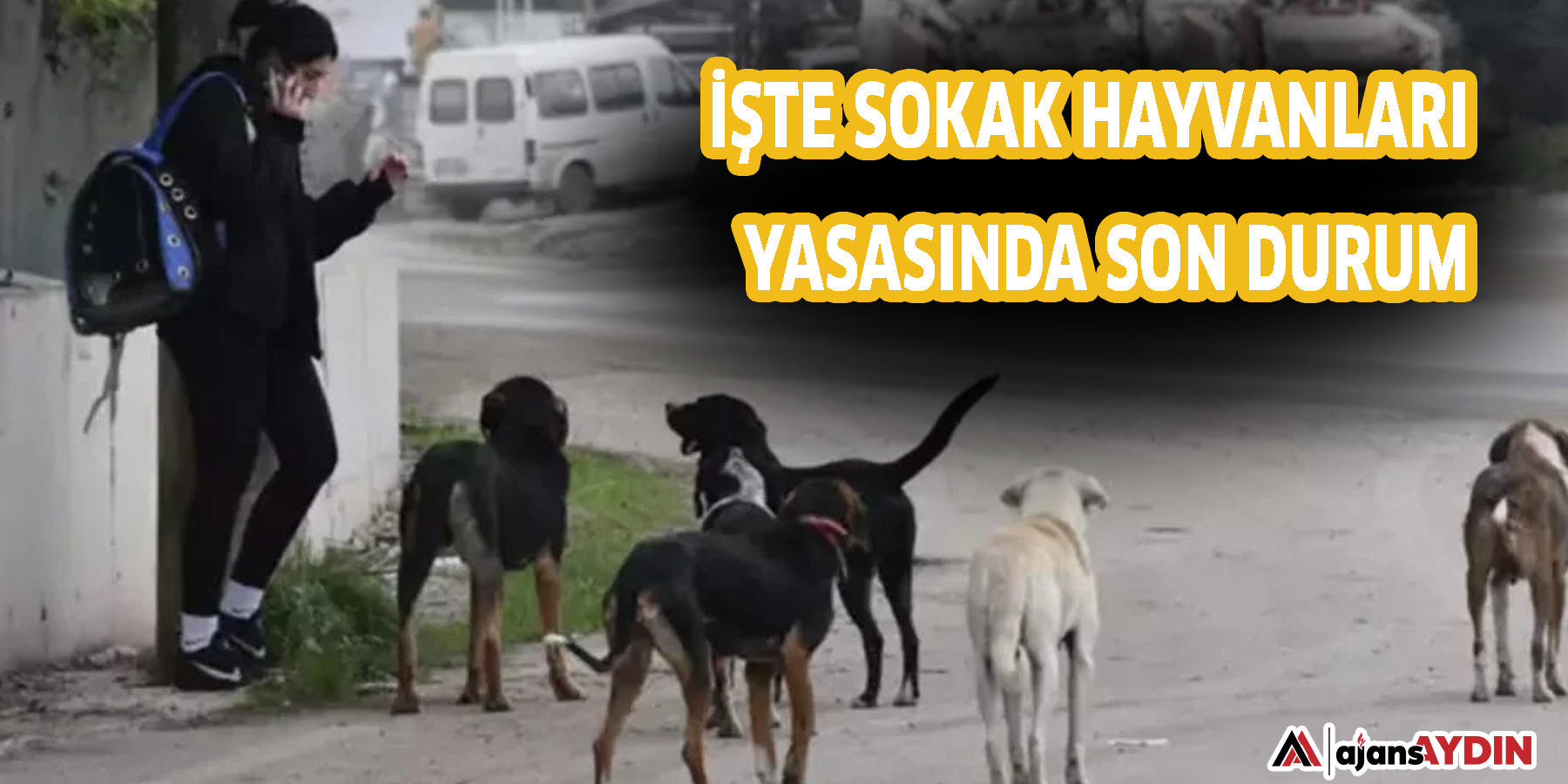 İşte sokak hayvanları yasasında son durum