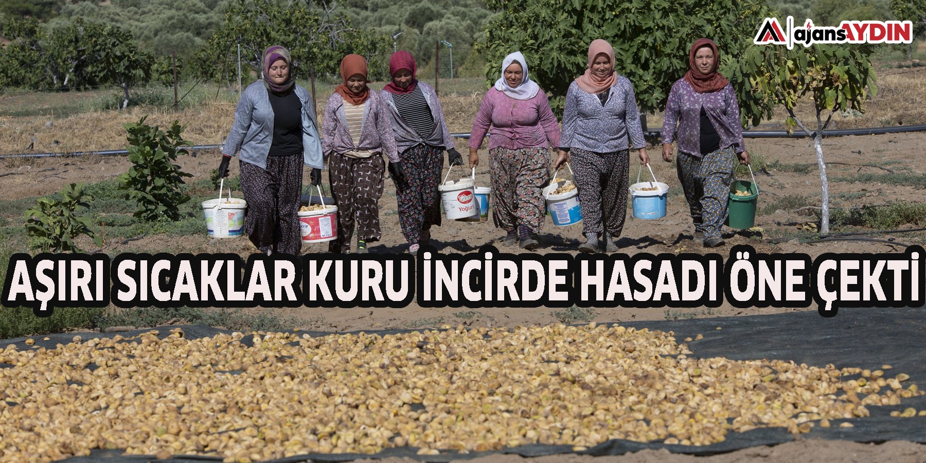 Aşırı sıcaklar kuru incirde hasadı öne çekti