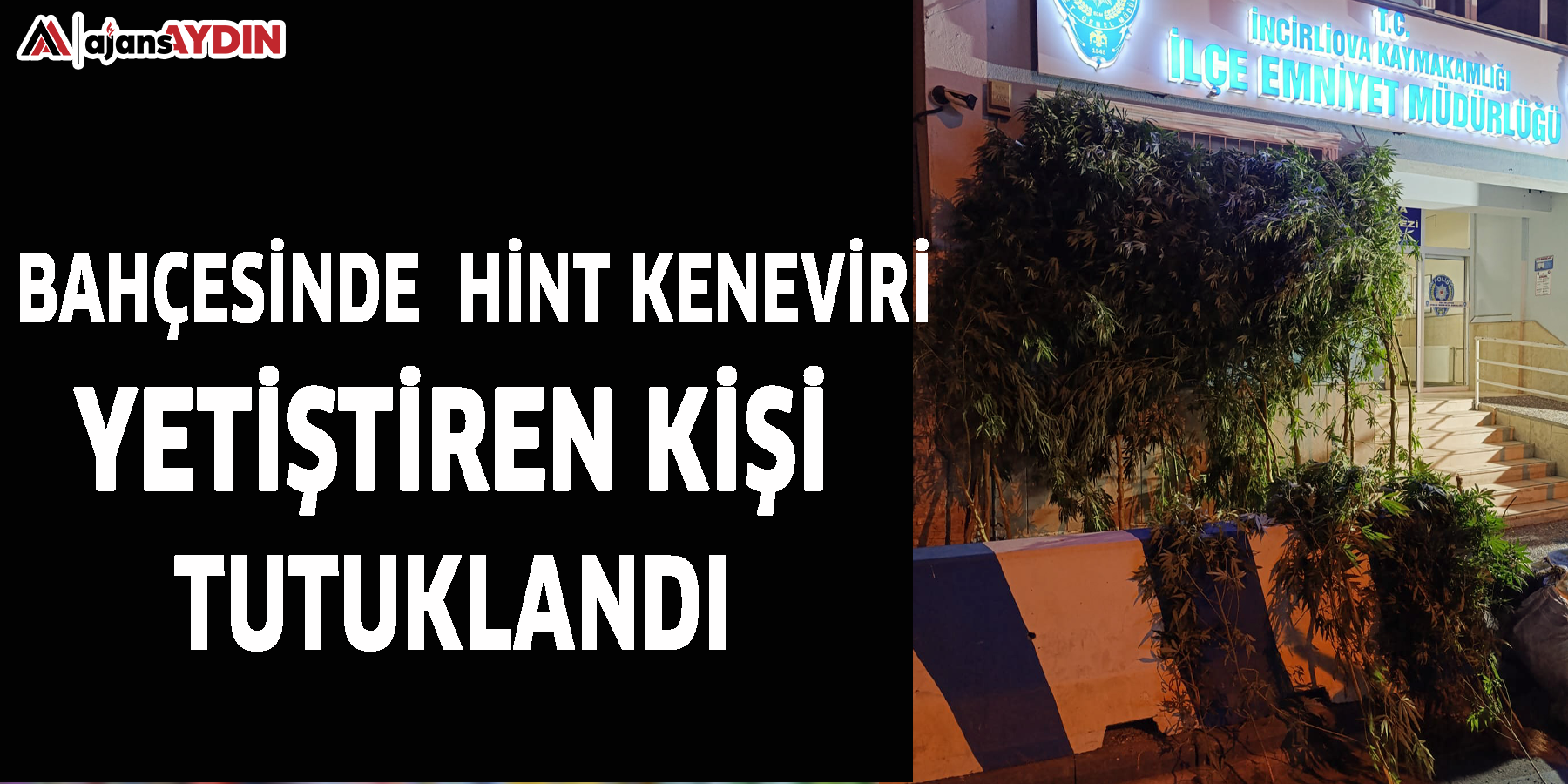 Bahçesinde  Hint keneviri yetiştiren kişi tutuklandı