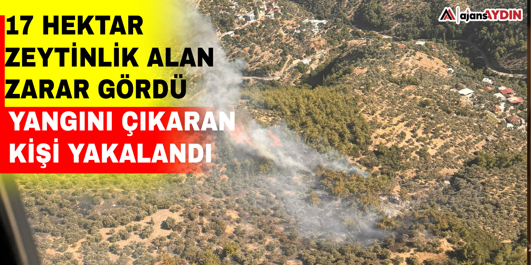 17 hektar zeytinlik alanın zarar görmüştü  Yangına çıkaran kişi yakalandı