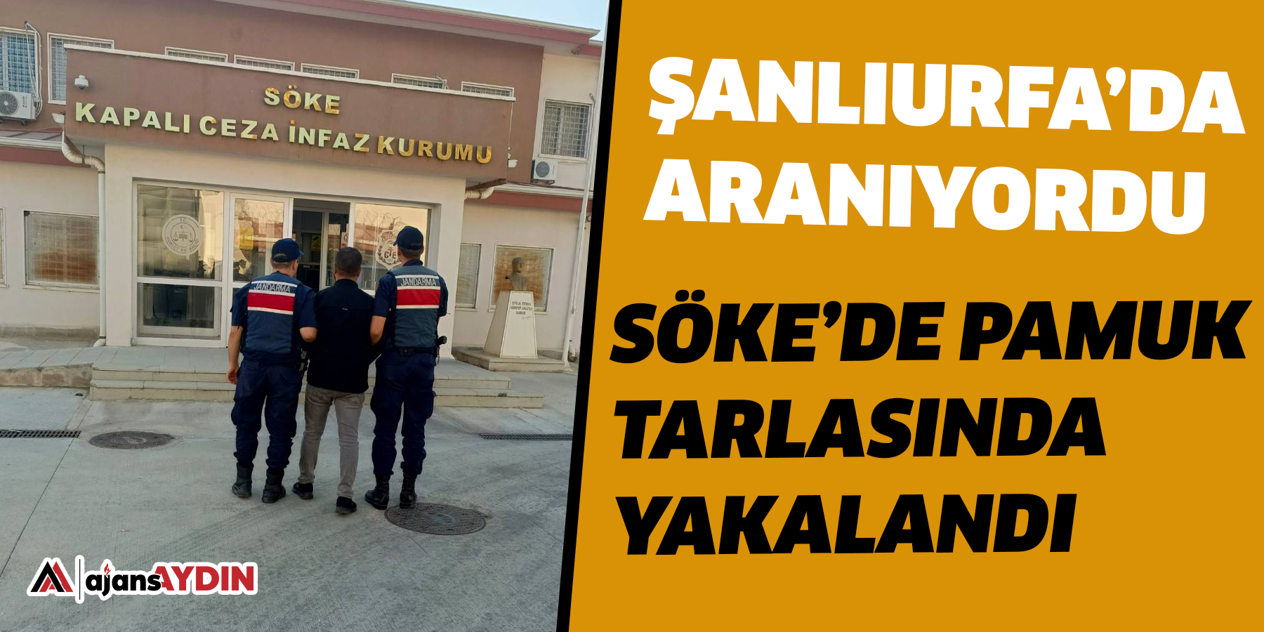 Şanlıurfa’da aranıyordu Söke’de pamuk tarlasında yakalandı