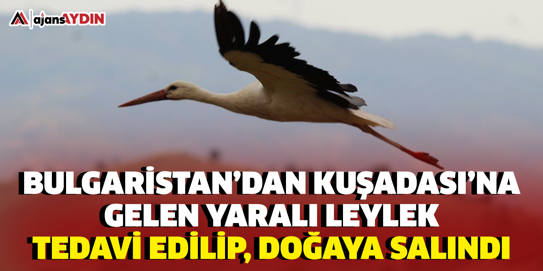 Bulgaristan’dan Kuşadası’na gelen yaralı leylek tedavi edilip, doğaya salındı