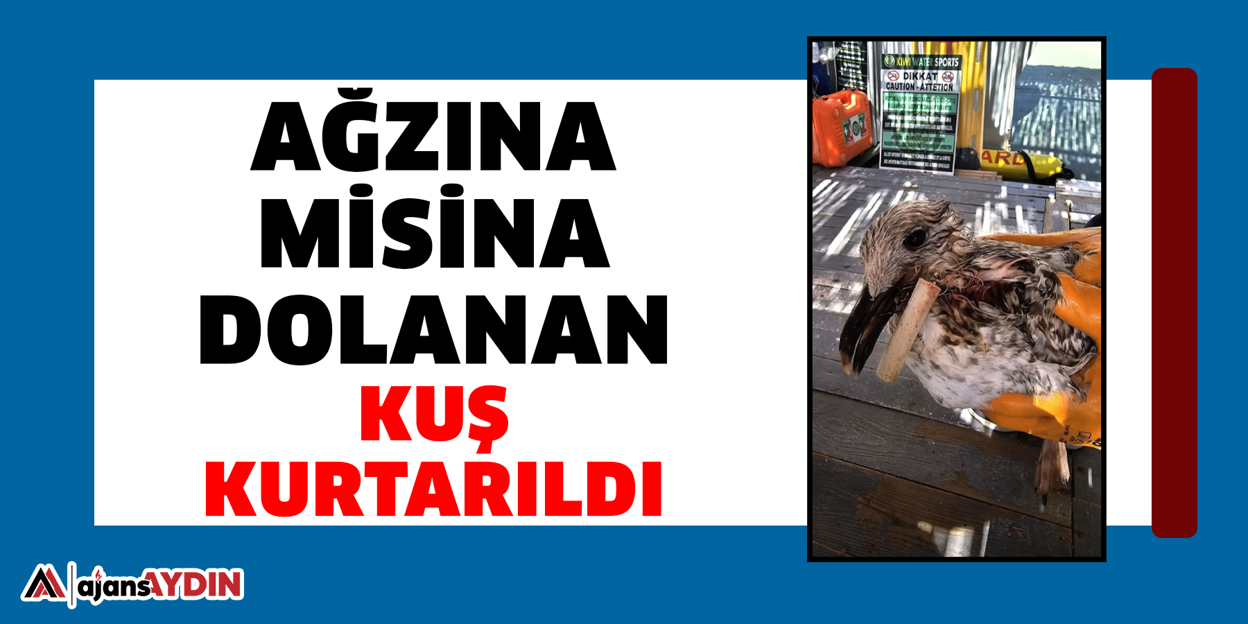 Ağzına misina dolanan kuş kurtarıldı