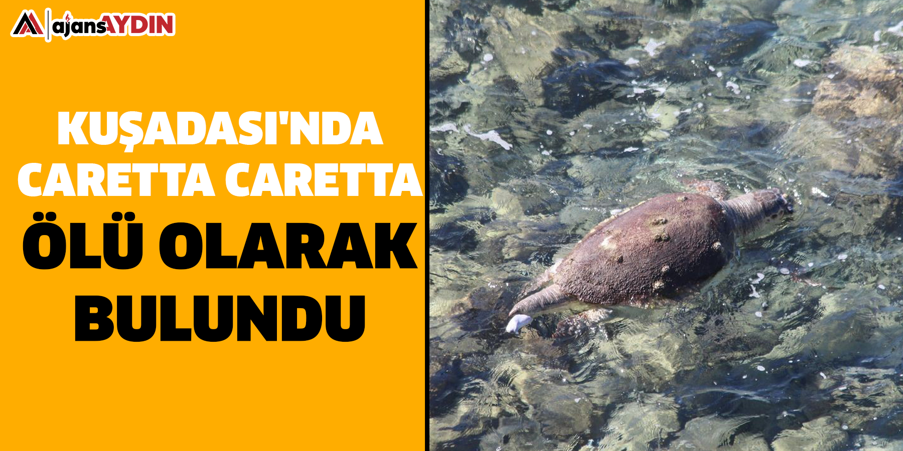 Kuşadası'nda caretta caretta ölü olarak bulundu