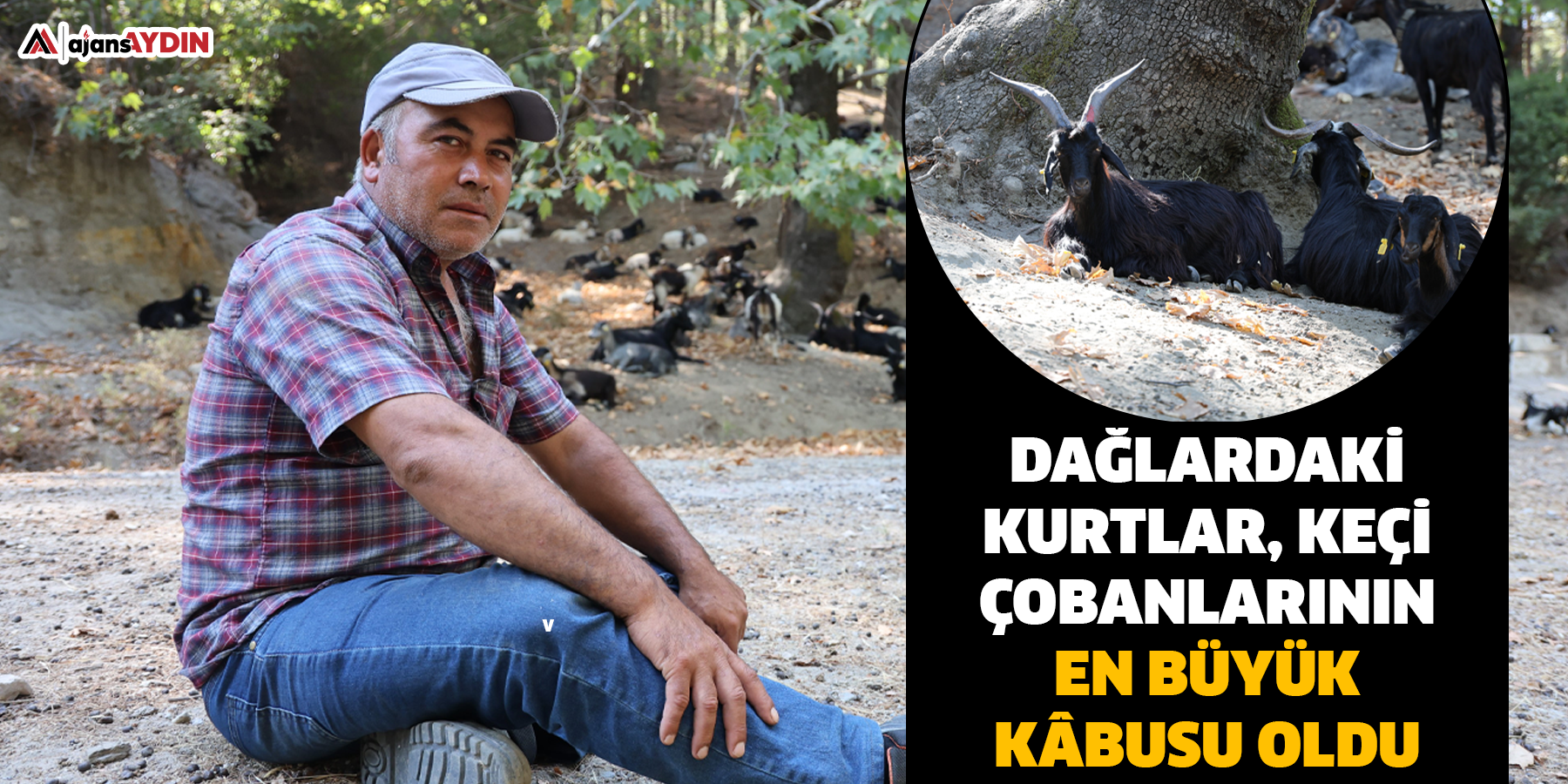 Dağlardaki kurtlar, keçi çobanlarının en büyük kâbusu oldu