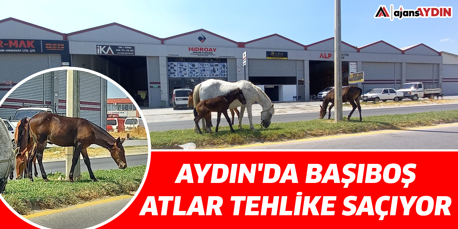 Aydın'da başıboş atlar tehlike saçıyor