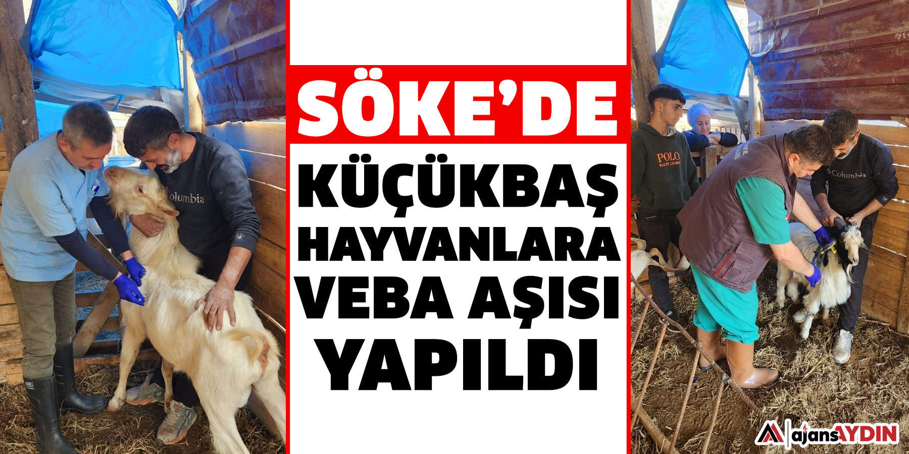 Söke’de küçükbaş hayvanlara veba aşısı yapıldı