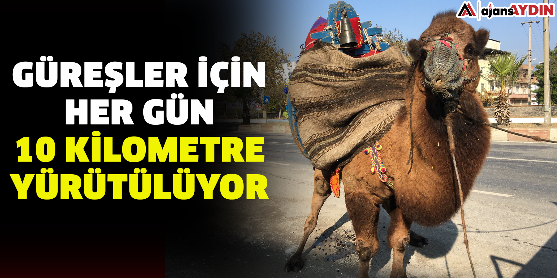 Güreşler için her gün 10 kilometre yürütülüyor