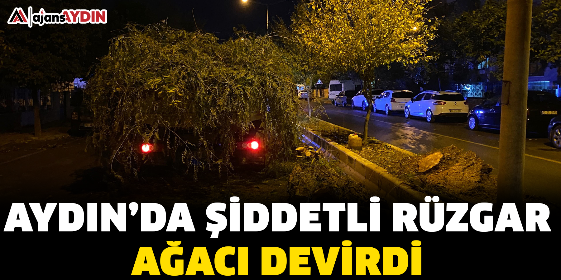 Aydın’da şiddetli rüzgar ağacı devirdi