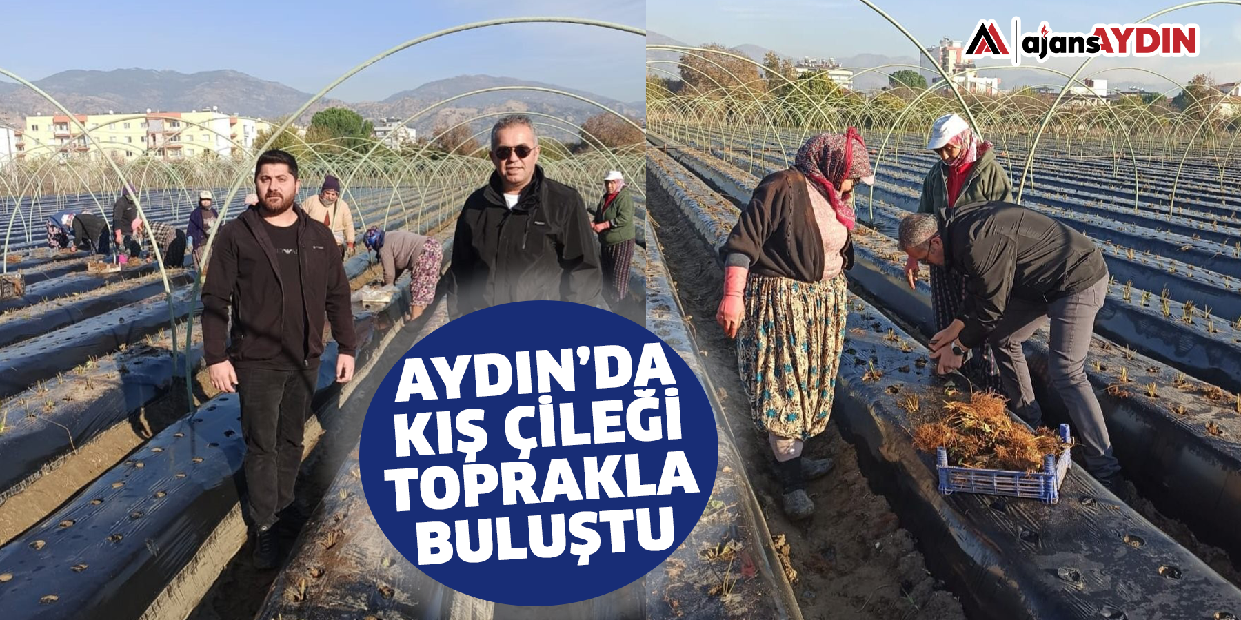 Aydın'da kış çileği toprakla buluştu