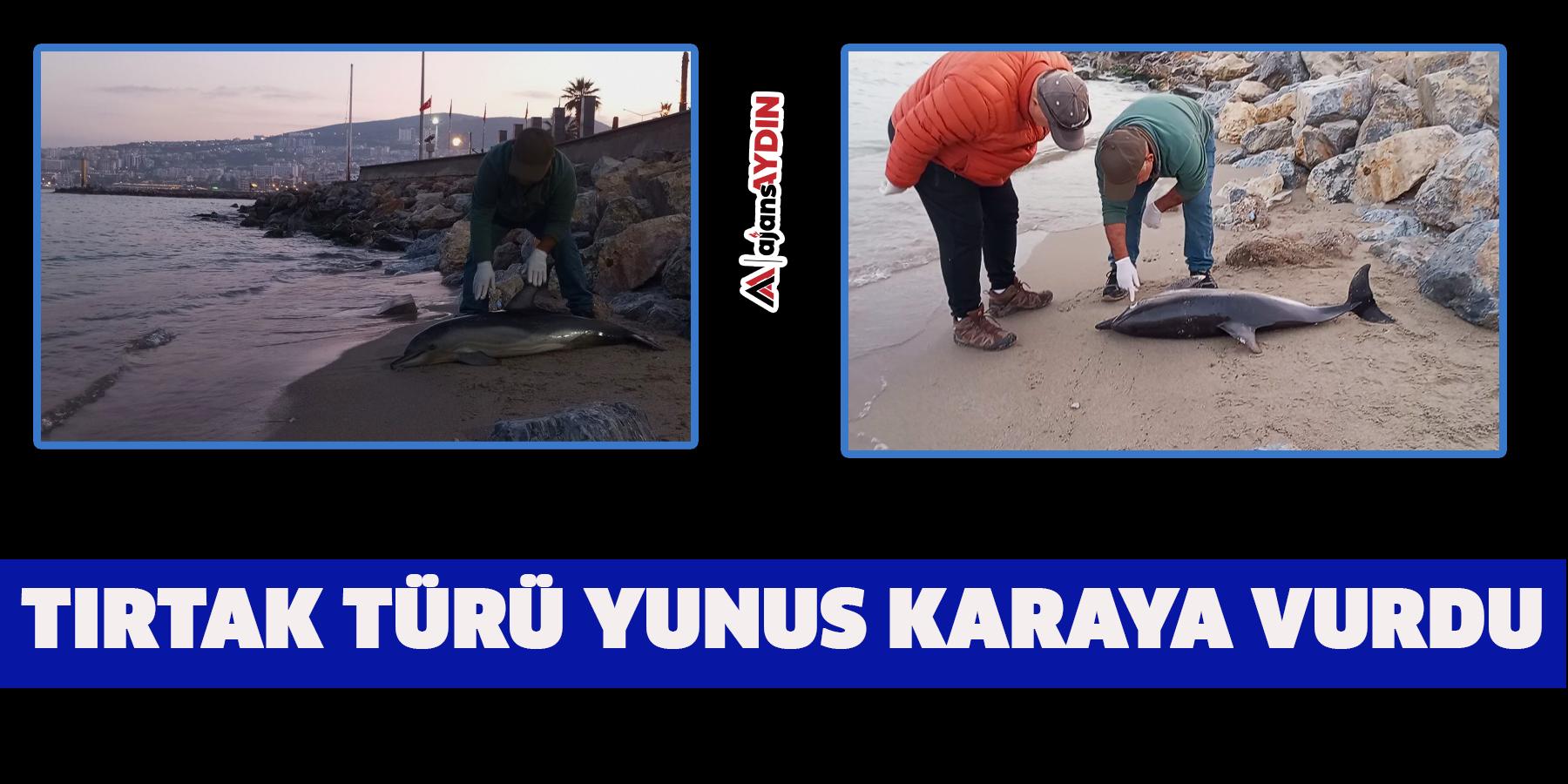 Tırtak türü yunus karaya vurdu