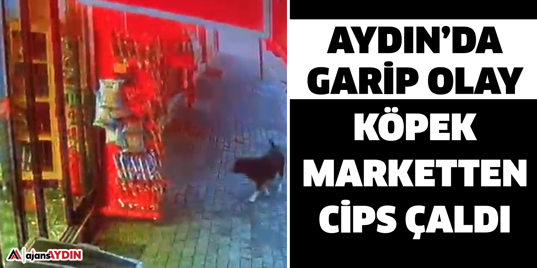 Aydın’da garip olay:  Köpek marketten cips çaldı