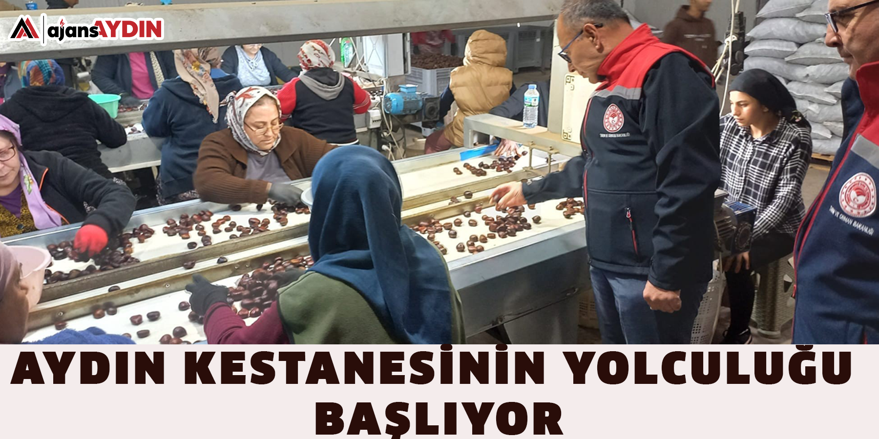 Aydın Kestanesinin yolculuğu başlıyor