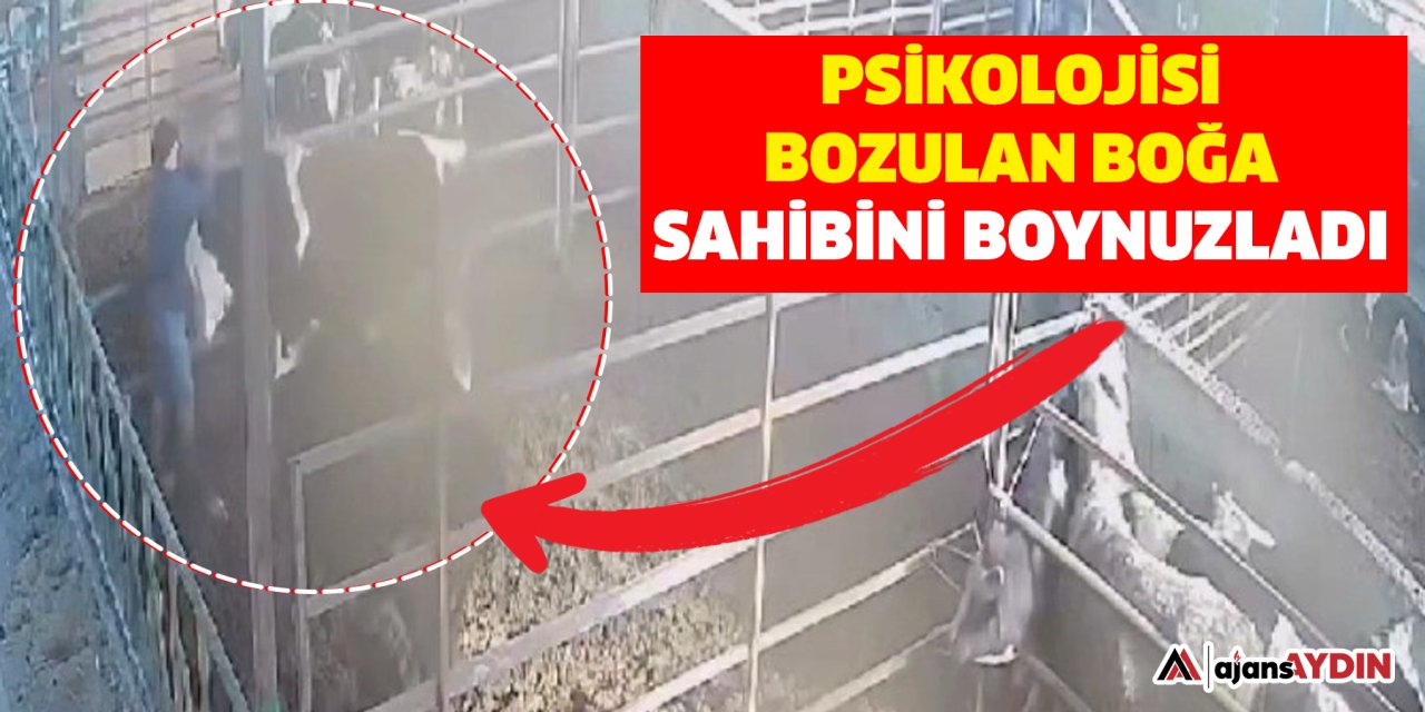 Psikolojisi bozulan boğa sahibini boynuzladı