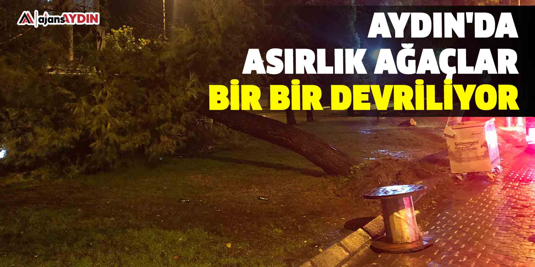 Aydın'da asırlık ağaçlar bir bir devriliyor