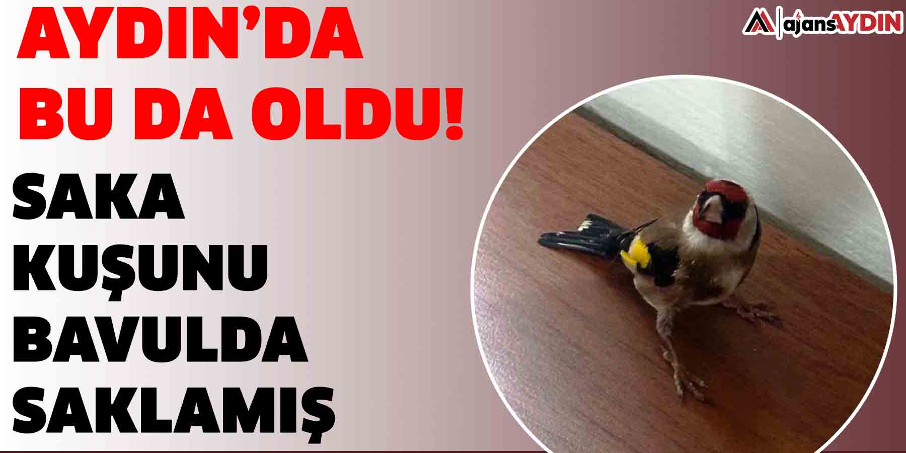 Aydın’da bu da oldu!  Saka Kuşunu bavulda saklamış