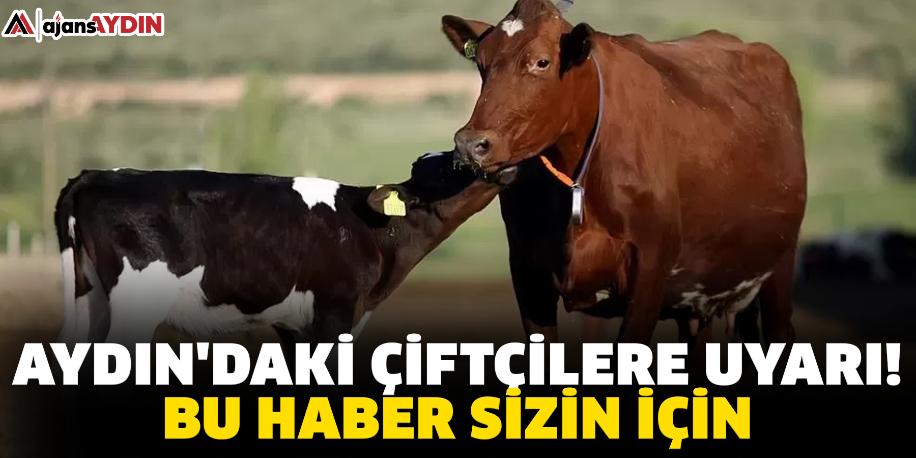 Aydın'daki çiftçilere uyarı:  Bu haber sizin için