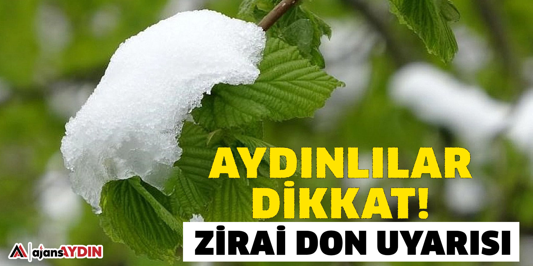 Aydın’a zirai don uyarısı