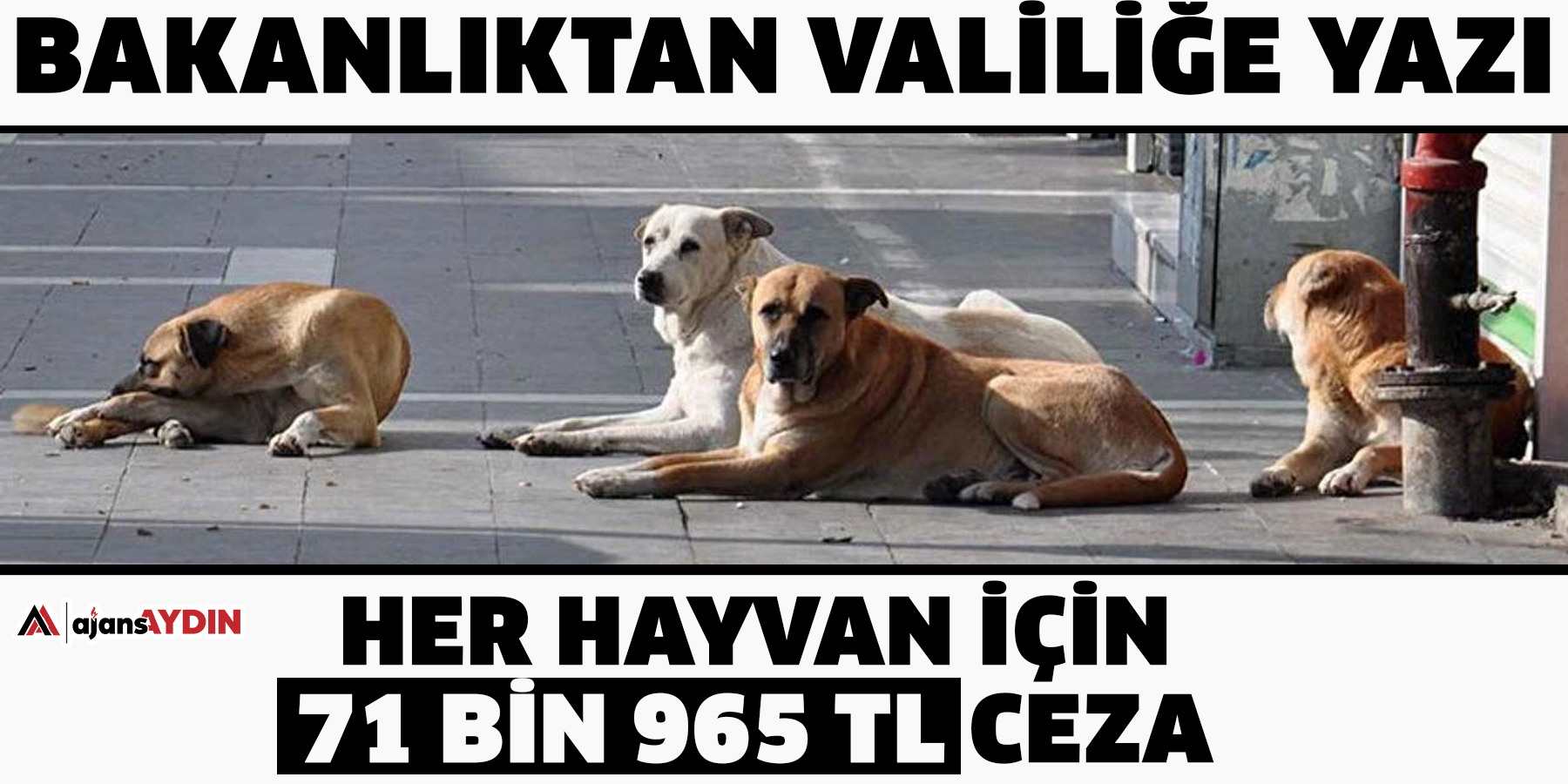 Bakanlıktan valiliğe yazı:  Her hayvan için 71 bin 965 TL ceza