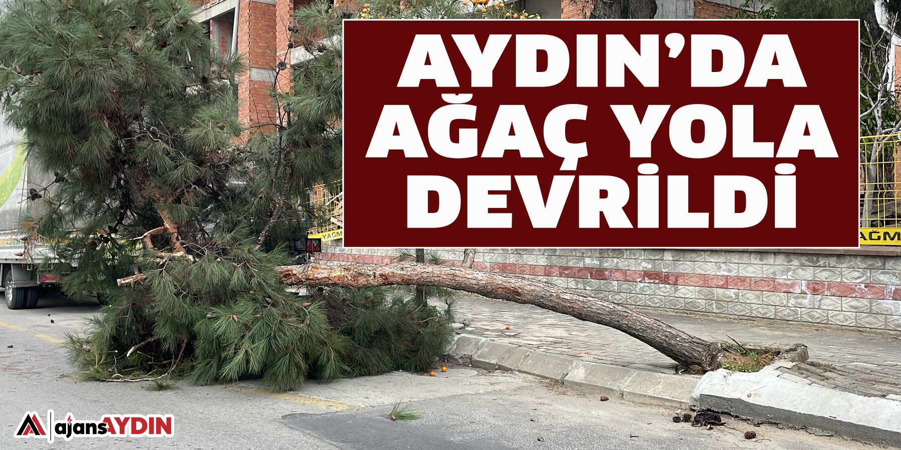 Aydın’da ağaç yola devrildi.